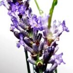 Davidoff Cool water Man Eau De Toilette - Image 4